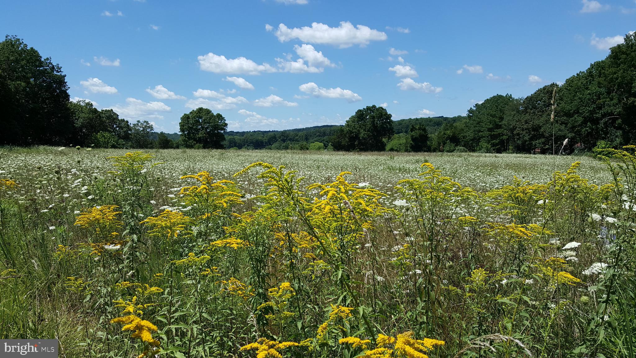 40642 Gallorette Place Leesburg, VA 20175 - Photo 9 of 10 a view of a yard with a tree
