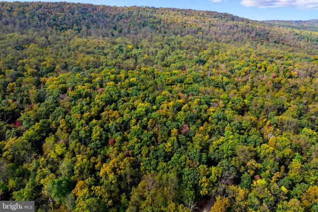 a view of a large yard with lots of green trees