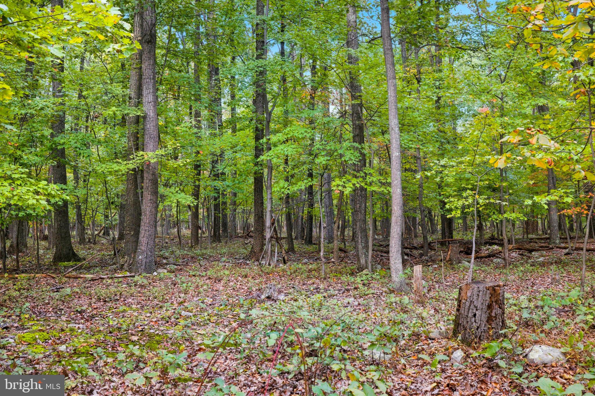 Appalacian Trail Road Purcellville, VA 20132 - Photo 21 of 24 a backyard of a house with lots of green space and covered view