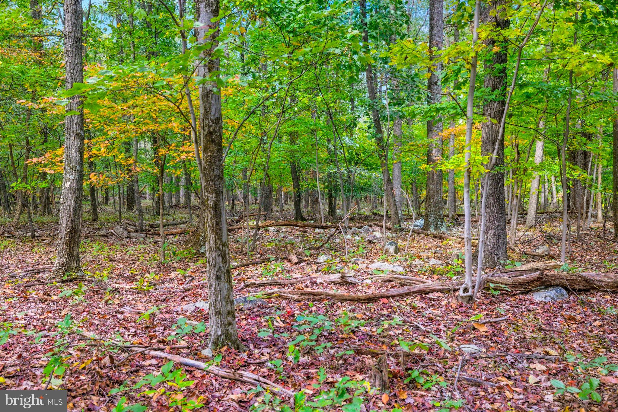 Appalacian Trail Road Purcellville, VA 20132 - Photo 4 of 24 a view of a tree in the backyard of a house