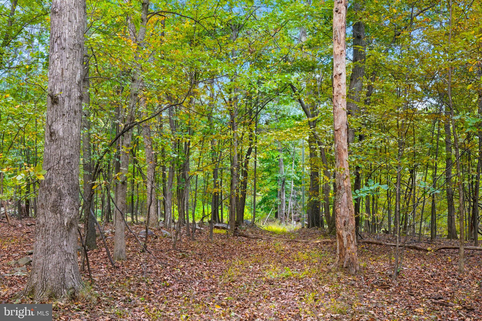 Appalacian Trail Road Purcellville, VA 20132 - Photo 6 of 24 a backyard of a house with lots of plants and large trees