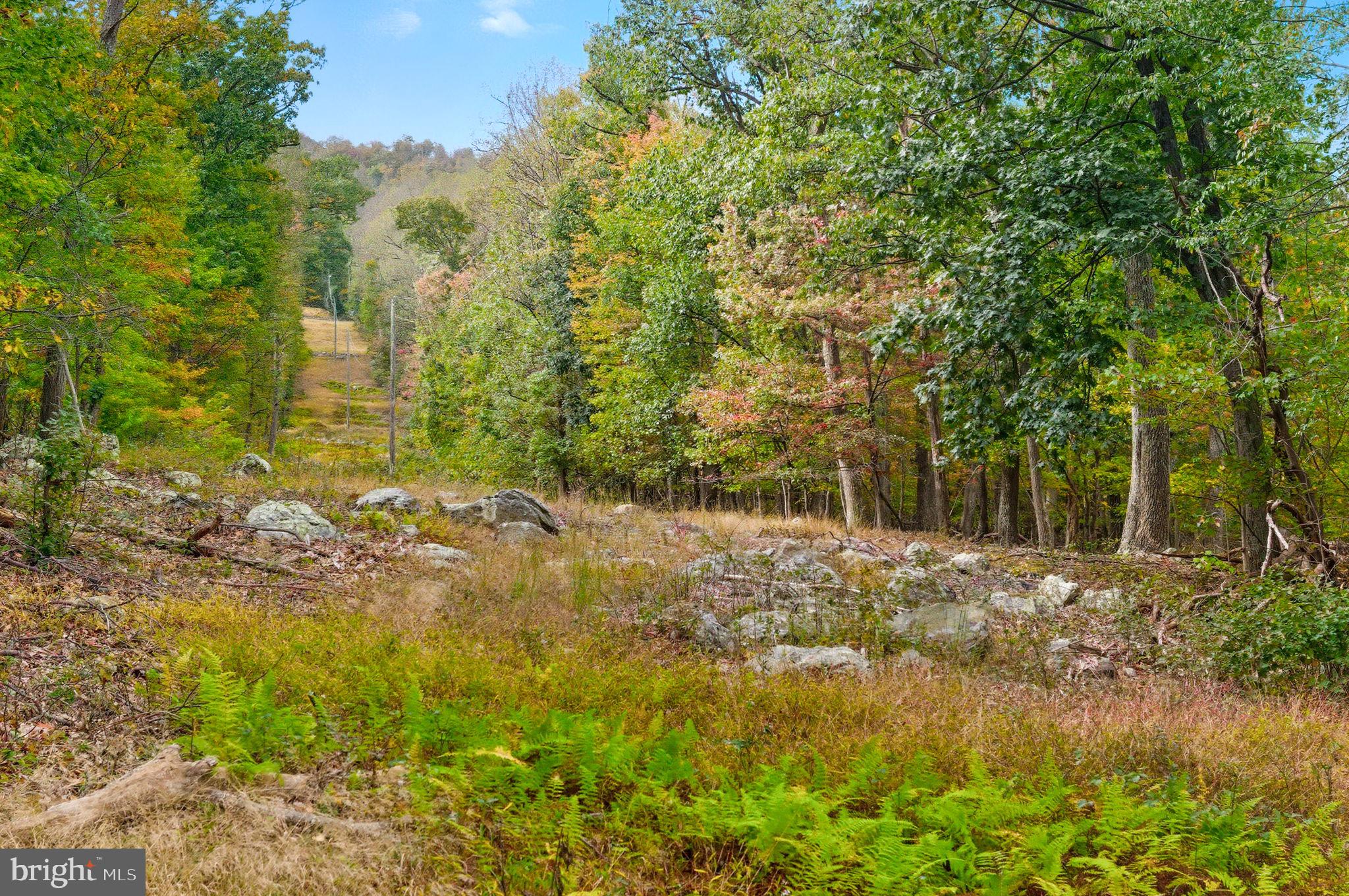Appalacian Trail Road Purcellville, VA 20132 - Photo 8 of 24 a view of a yard with plants and trees