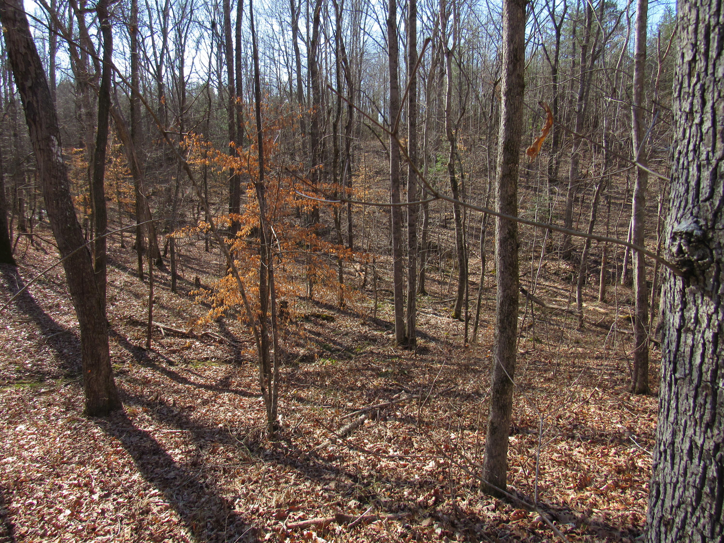 178 Cardinal Lane Robbins, TN 37852 - Photo 22 of 40 IMG_1506