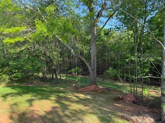 a view of a park with large trees