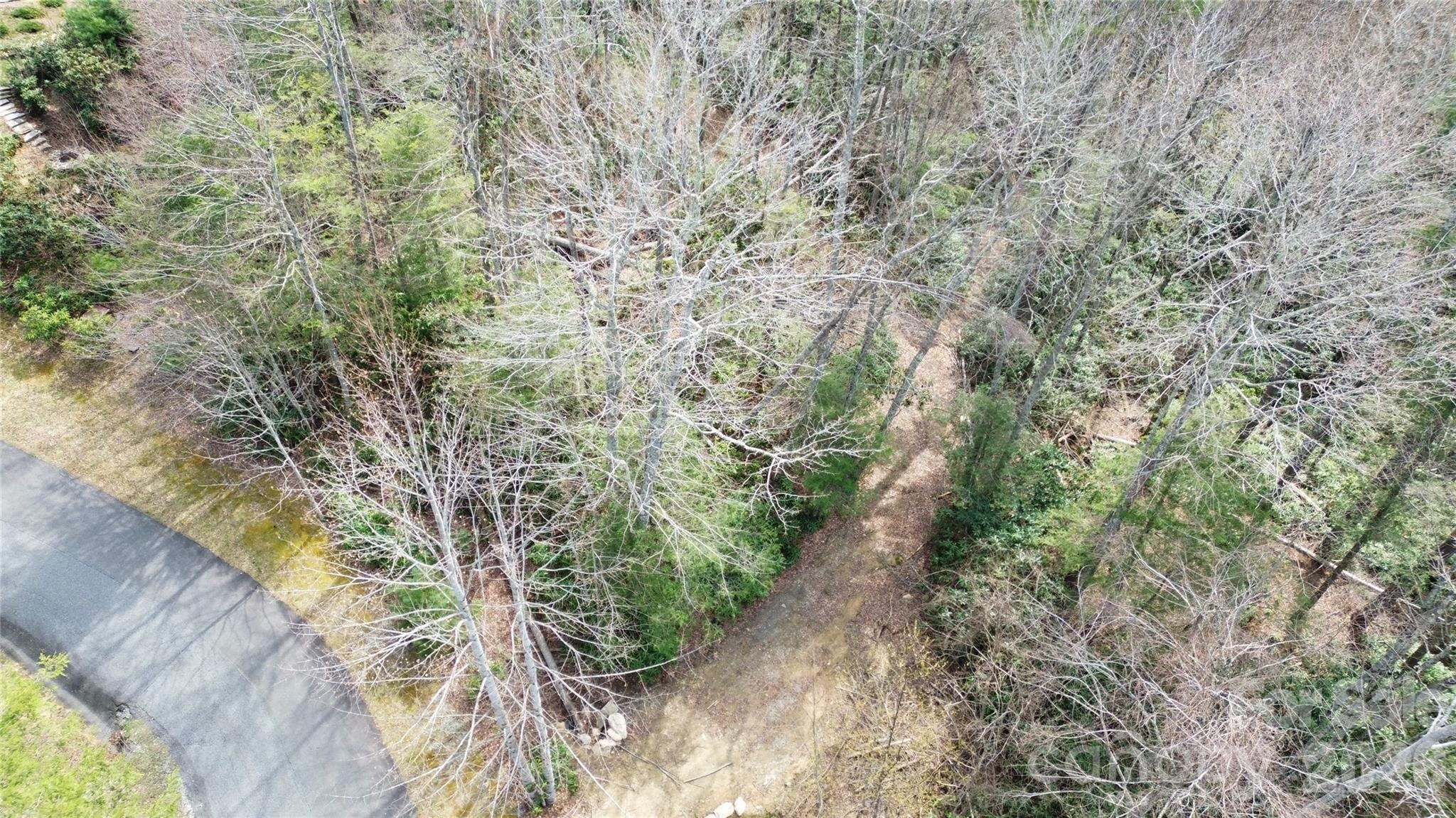 0 Woodlake Loop Road Elk Park, NC 28622 - Photo 9 of 29 a close up of a plant in a yard