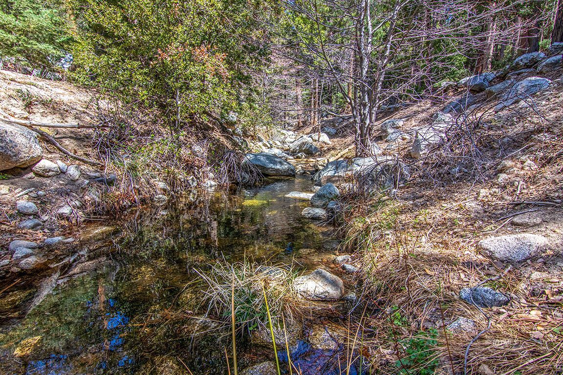 24750 Upper Rim Rock Road Idyllwild, CA 92549 - Photo 48 of 58 a picture of tree