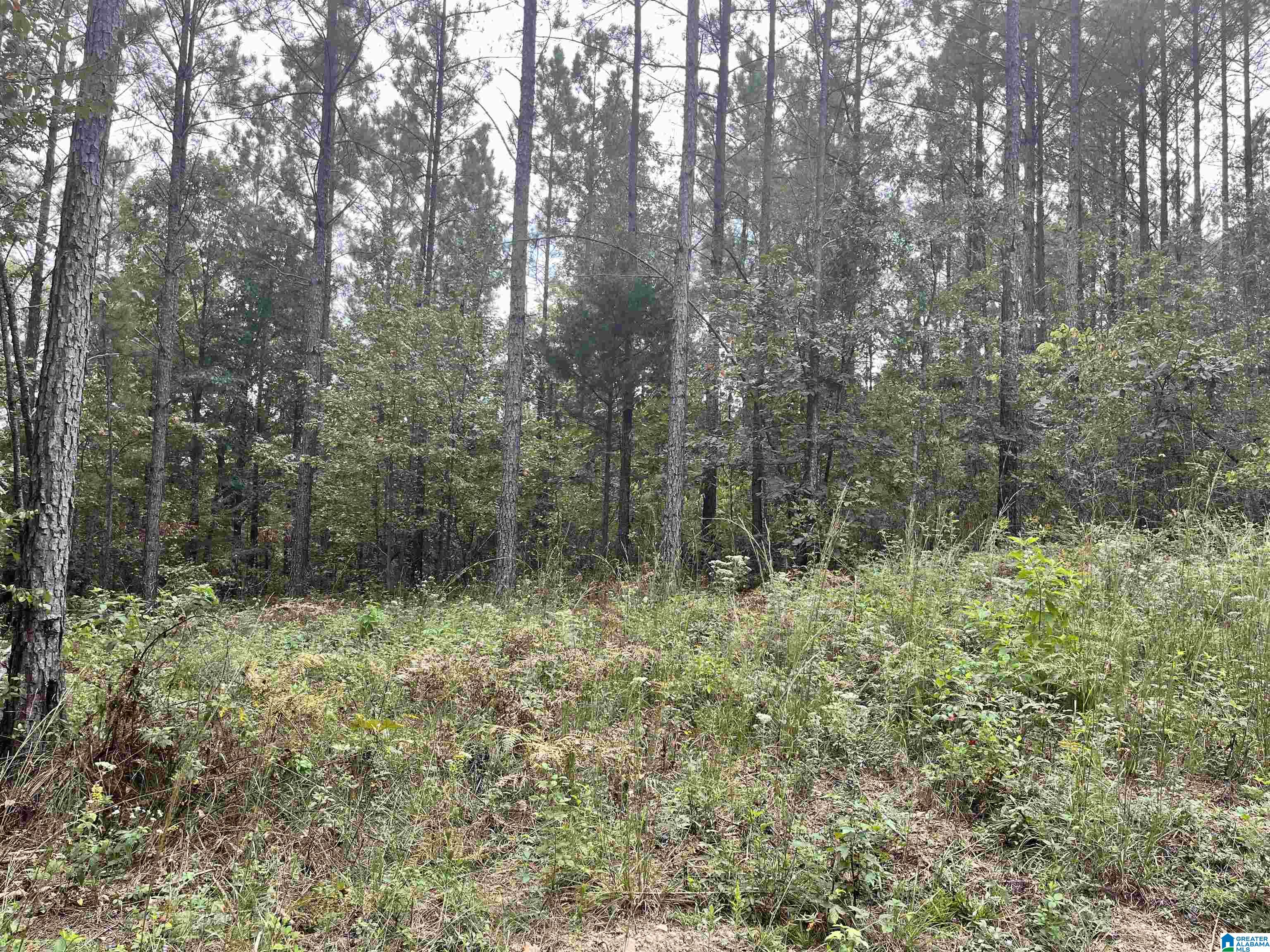 565 Sweet Apple Road, Unit TRACT 7 Cropwell, AL 35054 - Photo 3 of 9 Gallery Image 3