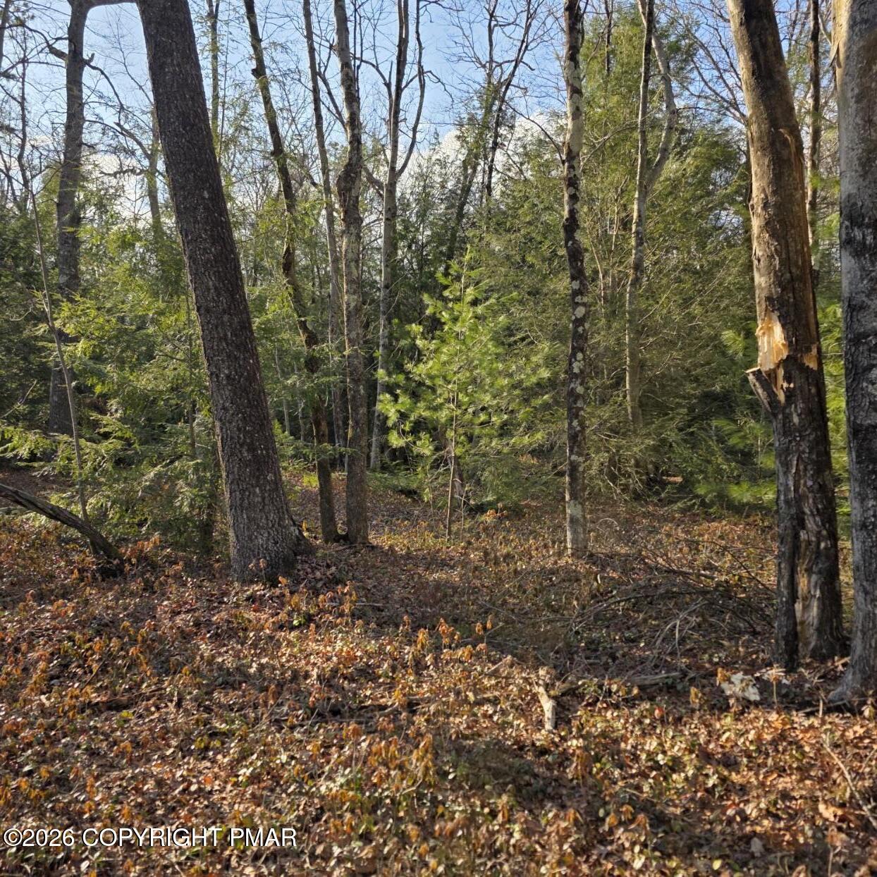 Snowy Ridge Jim Thorpe, PA 18229 - Photo 11 of 40 a view of a forest with trees