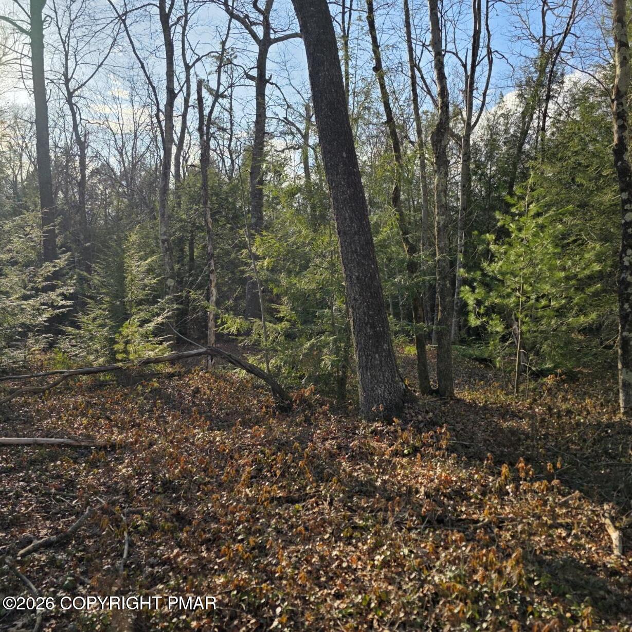 Snowy Ridge Jim Thorpe, PA 18229 - Photo 12 of 40 a view of a forest with trees