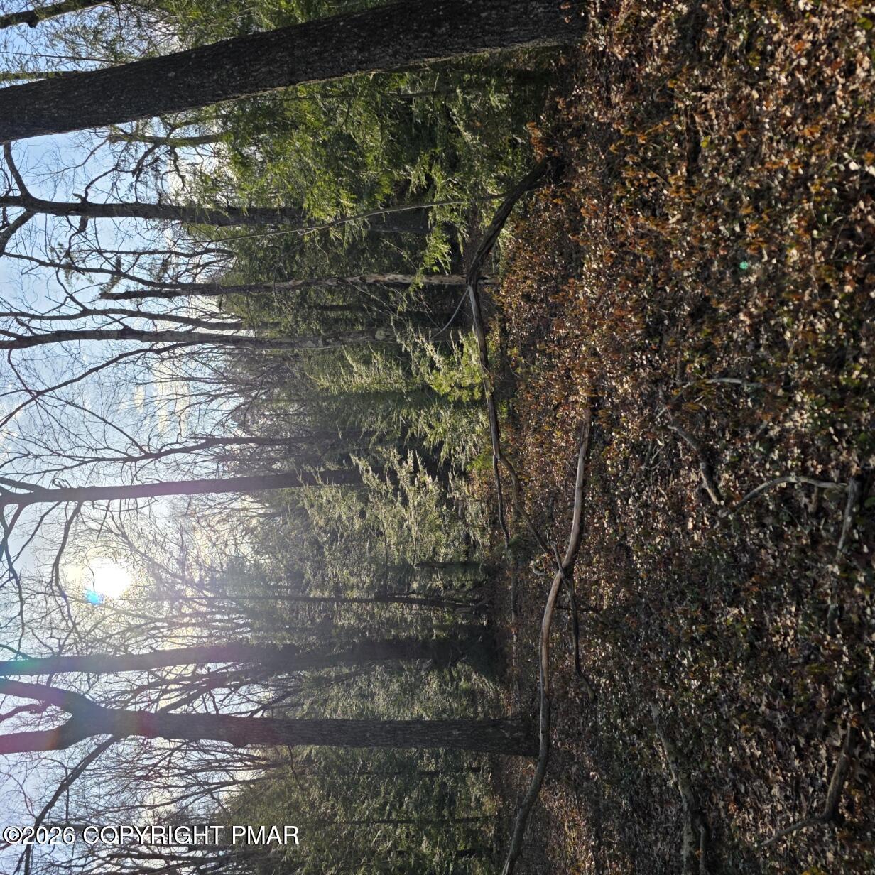 Snowy Ridge Jim Thorpe, PA 18229 - Photo 14 of 40 a view of a yard with a tree