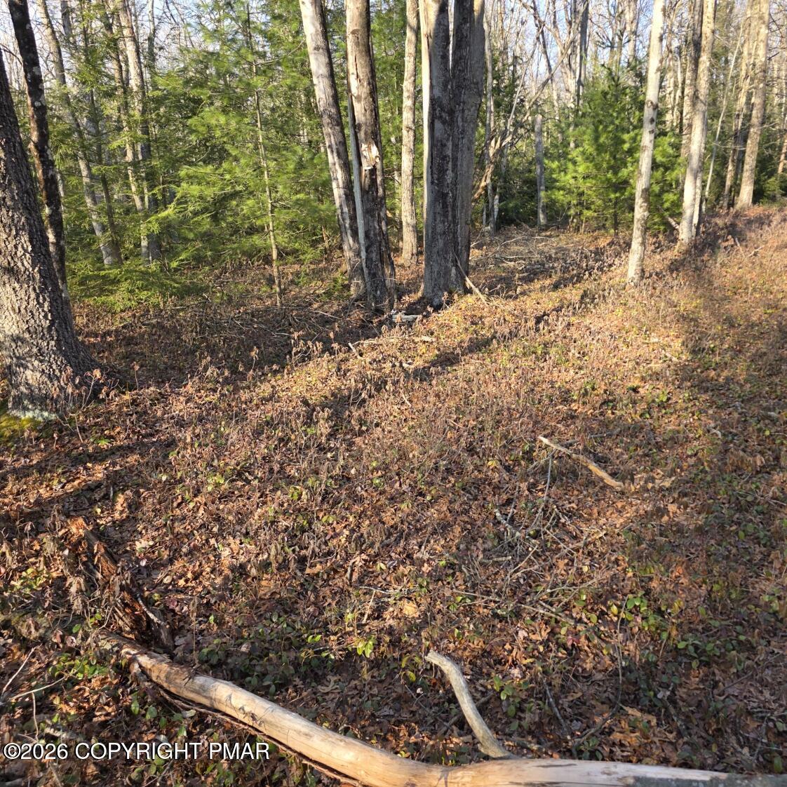 Snowy Ridge Jim Thorpe, PA 18229 - Photo 16 of 40 a view of a yard with plants and trees
