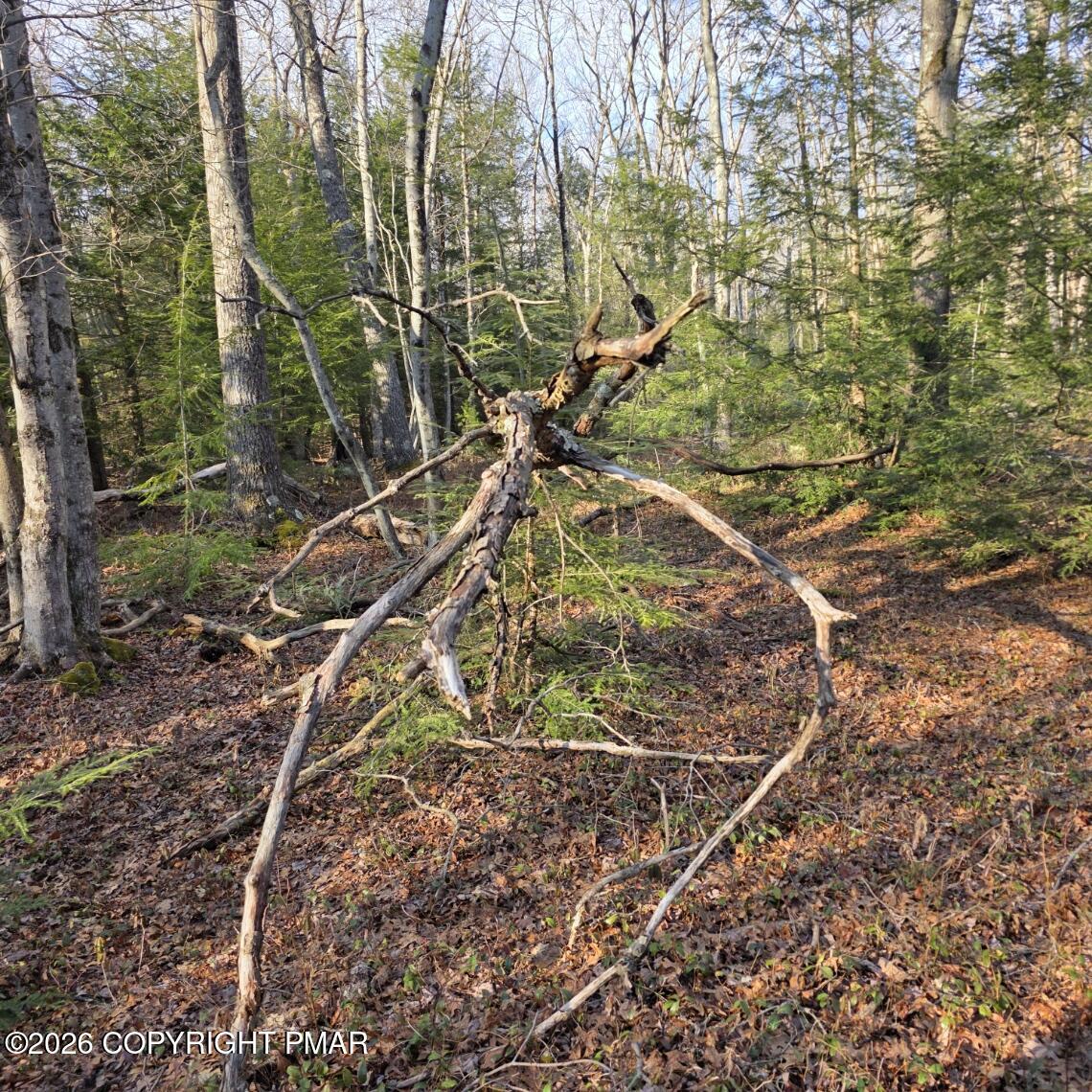 Snowy Ridge Jim Thorpe, PA 18229 - Photo 18 of 40 a view of a yard with a tree