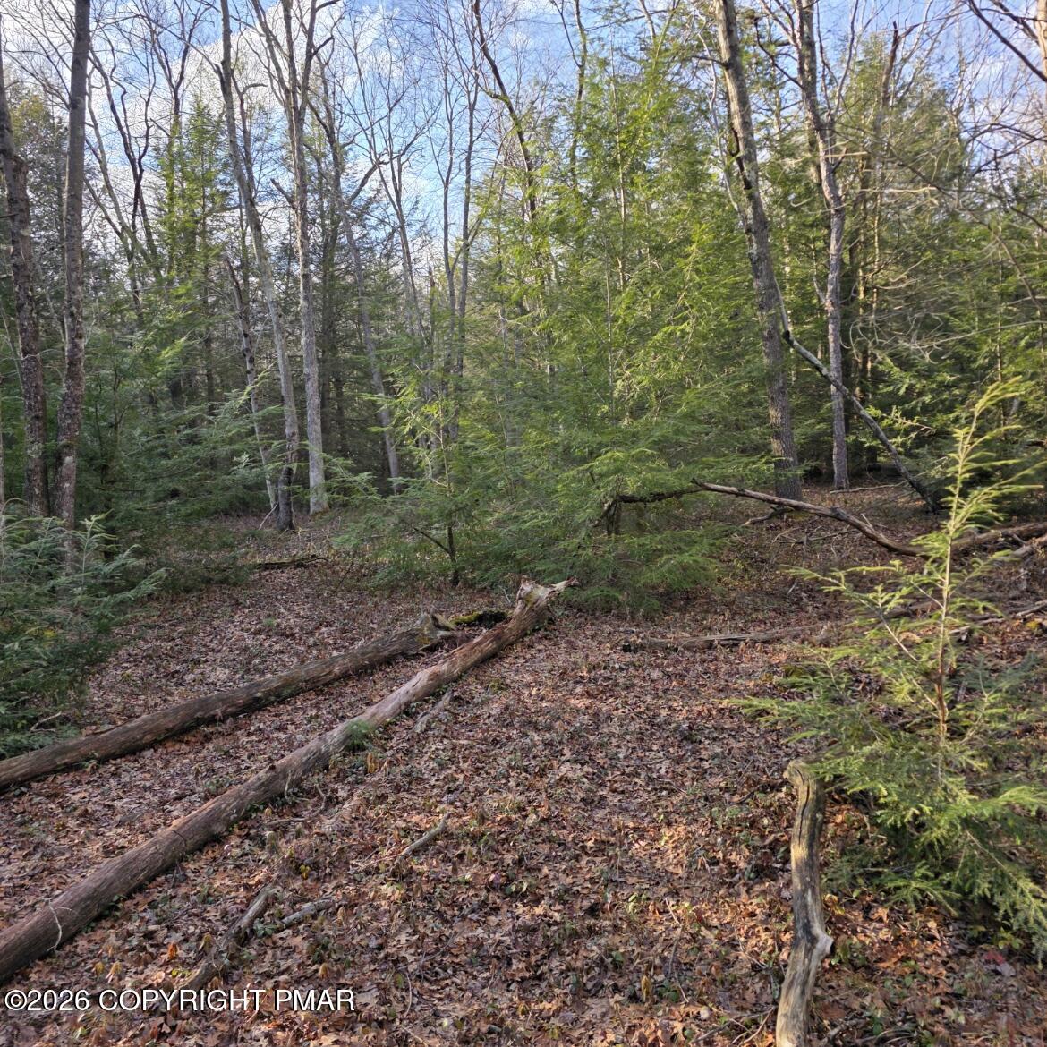 Snowy Ridge Jim Thorpe, PA 18229 - Photo 20 of 40 a view of a yard and trees