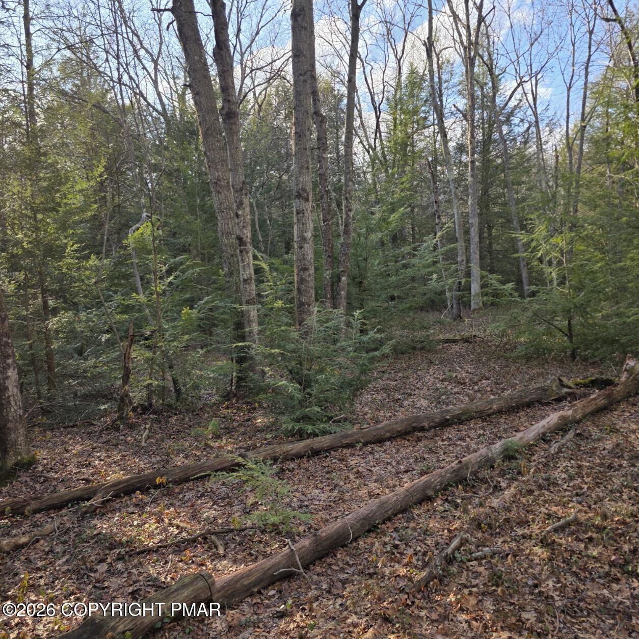 Snowy Ridge Jim Thorpe, PA 18229 - Photo 21 of 40 a view of a forest filled with trees