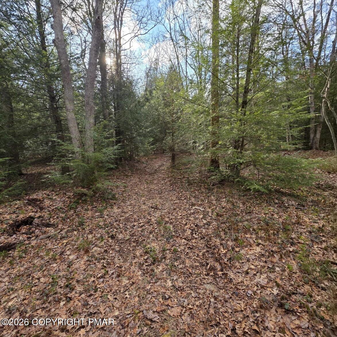 Snowy Ridge Jim Thorpe, PA 18229 - Photo 26 of 40 a view of a forest with trees in the background