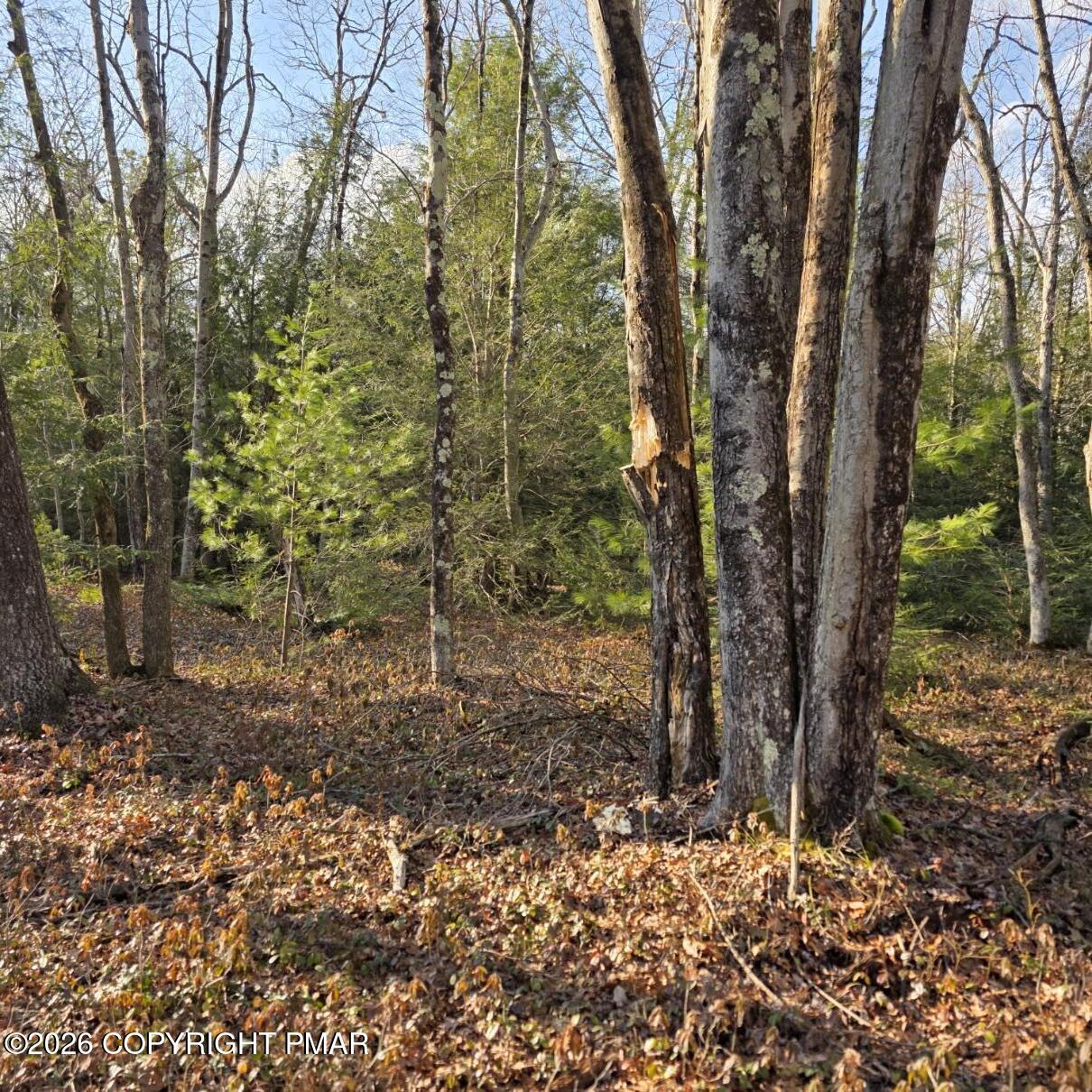 Snowy Ridge Jim Thorpe, PA 18229 - Photo 10 of 40 a view of a forest filled with trees