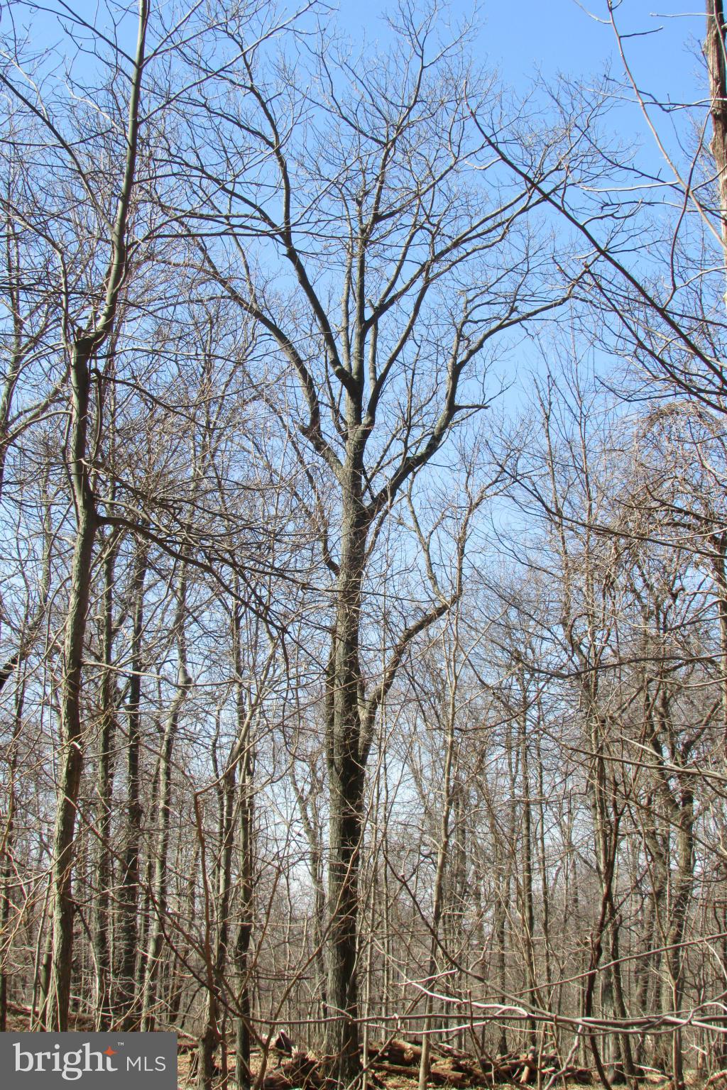 Tower Road Smithsburg, MD 21783 - Photo 2 of 11 specimen oak