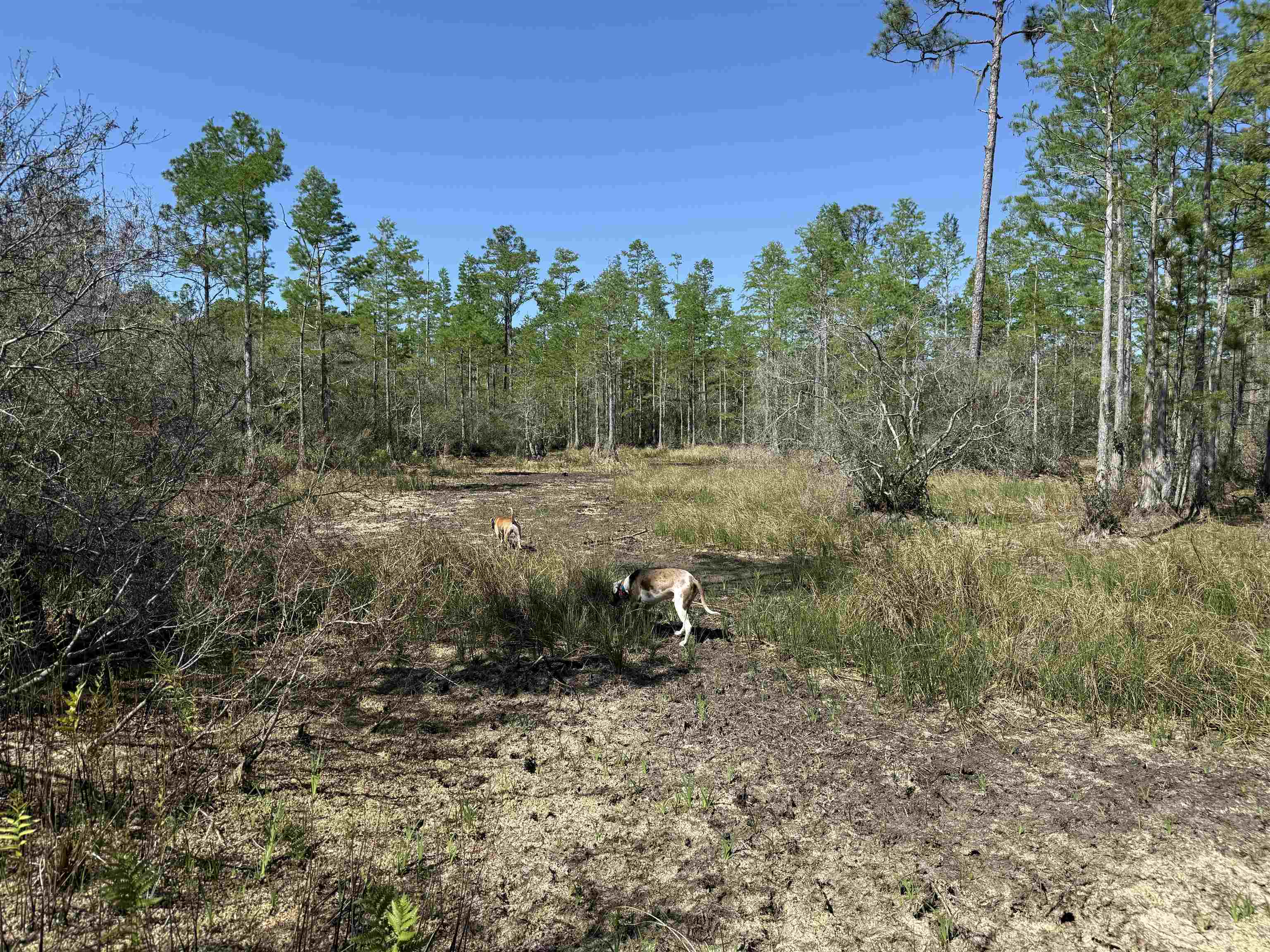 0 Madison Main Line Road Perry, FL 32347 - Photo 46 of 50