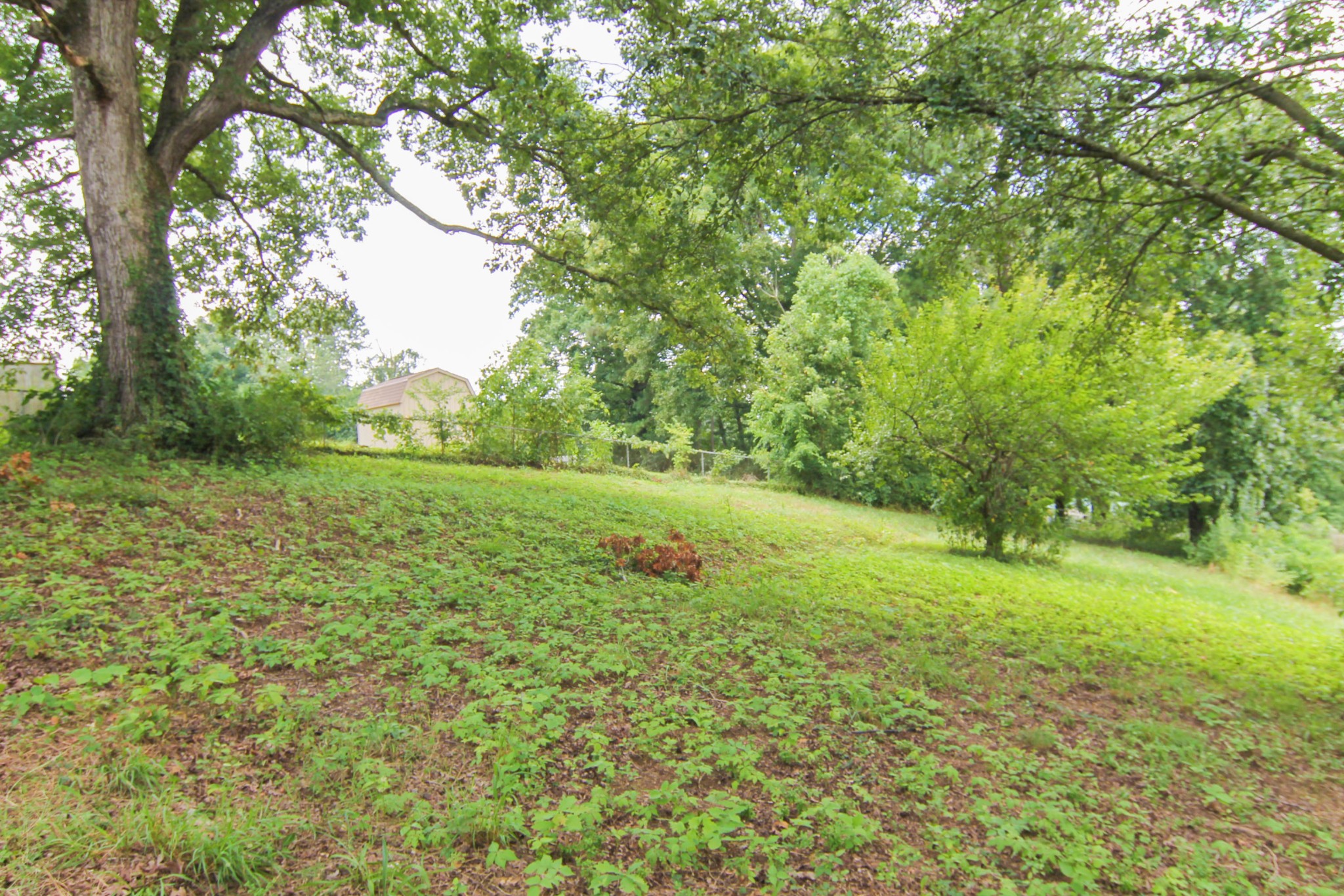 1006 Carding Machine Road Loudon, TN 37774 - Photo 3 of 15 a view of a big yard with plants and large trees