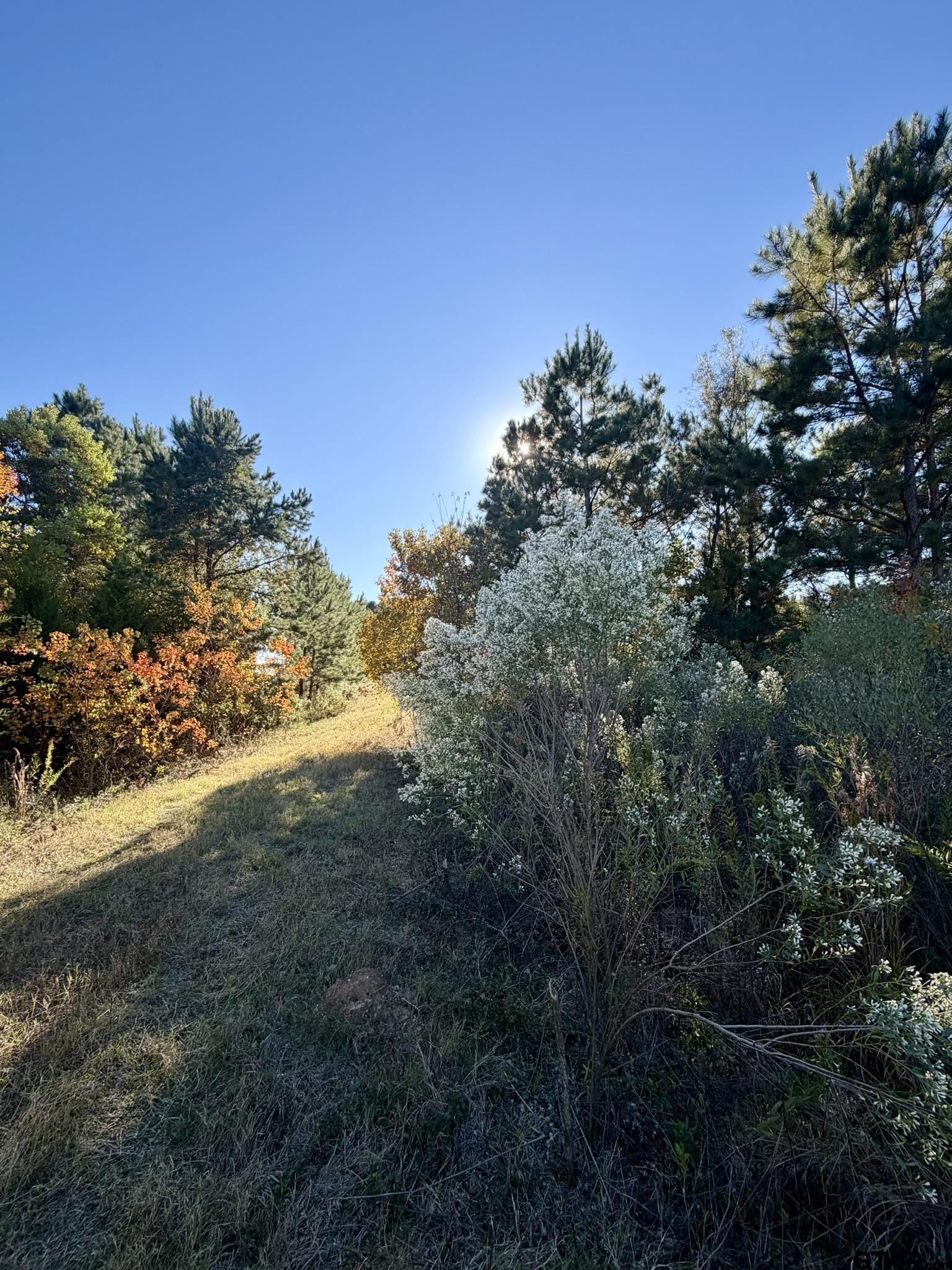 0 SW Loop Carthage, TX 75633 - Photo 14 of 18 a view of a yard with a tree