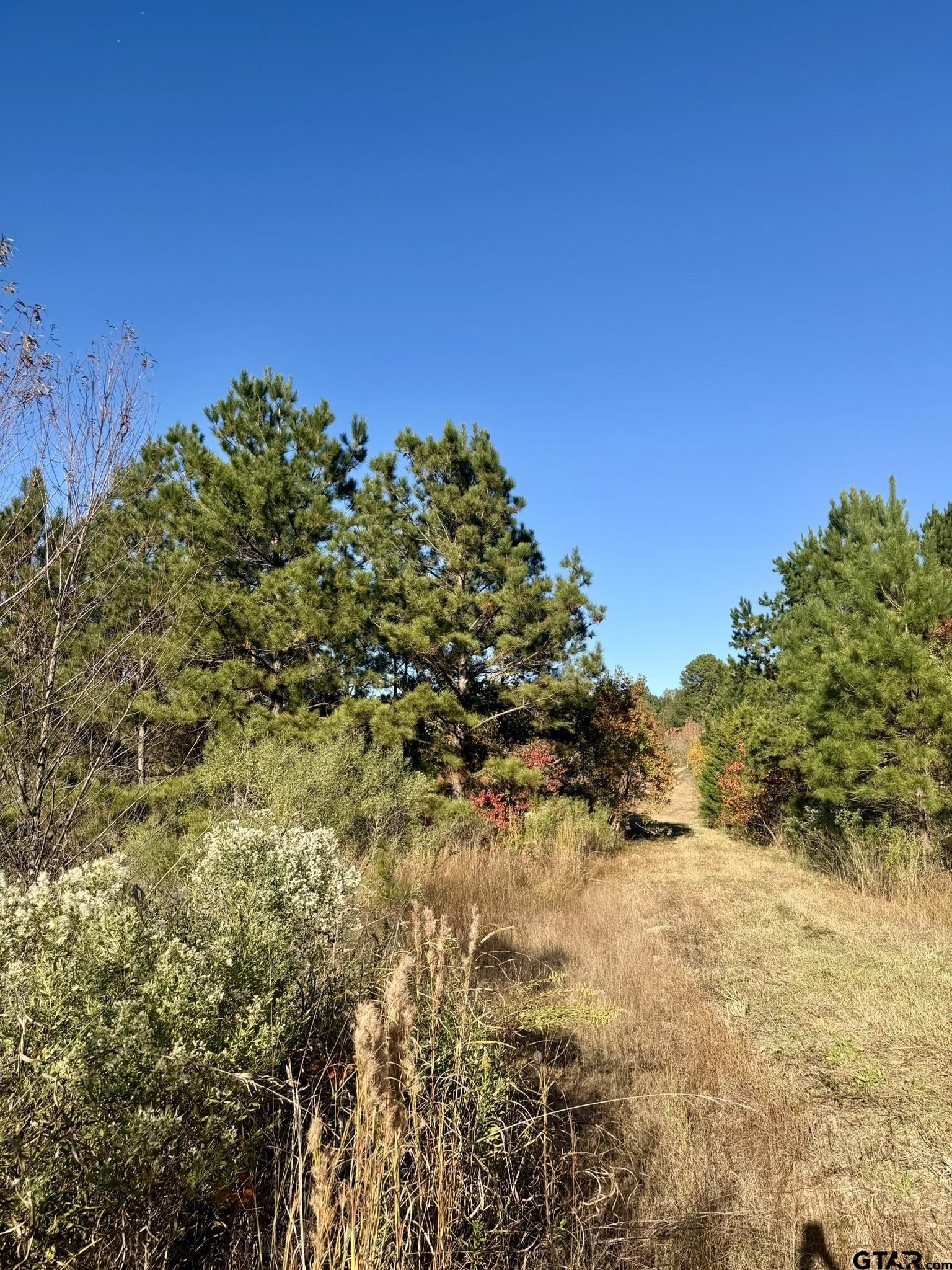0 SW Loop Carthage, TX 75633 - Photo 16 of 18 a view of a large yard with lots of green space