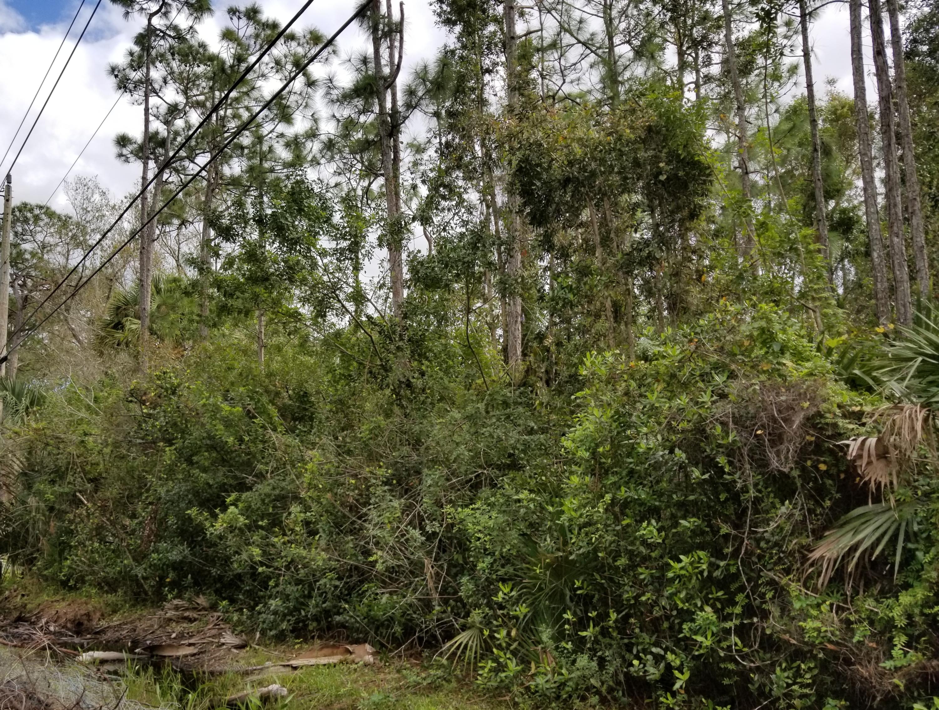 Xx Sandy Run Road Jupiter, FL 33478 - Photo 2 of 3 a view of a yard with a tree