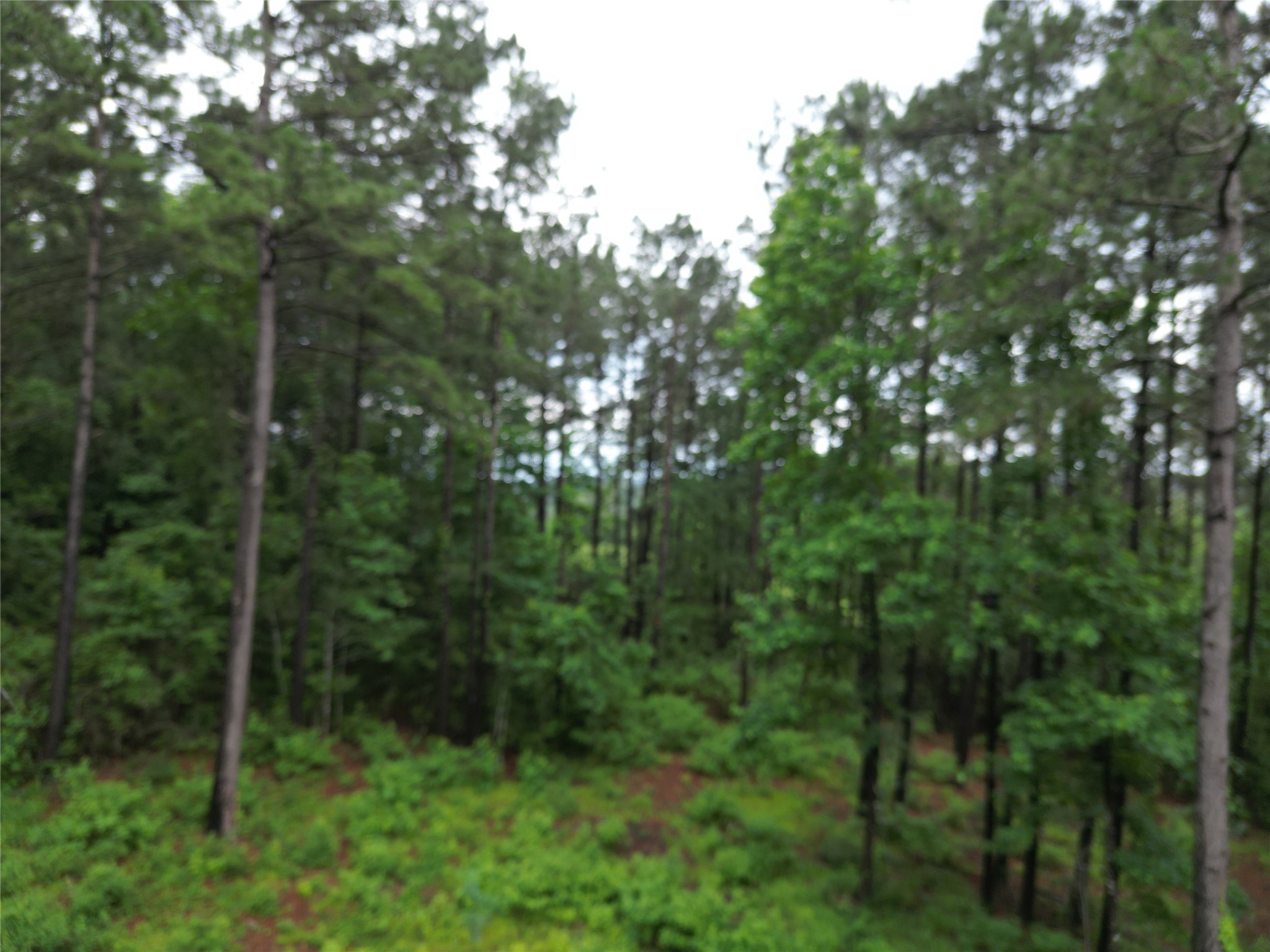 268 Cedar Valley Road Coldspring, TX 77331 - Photo 24 of 29