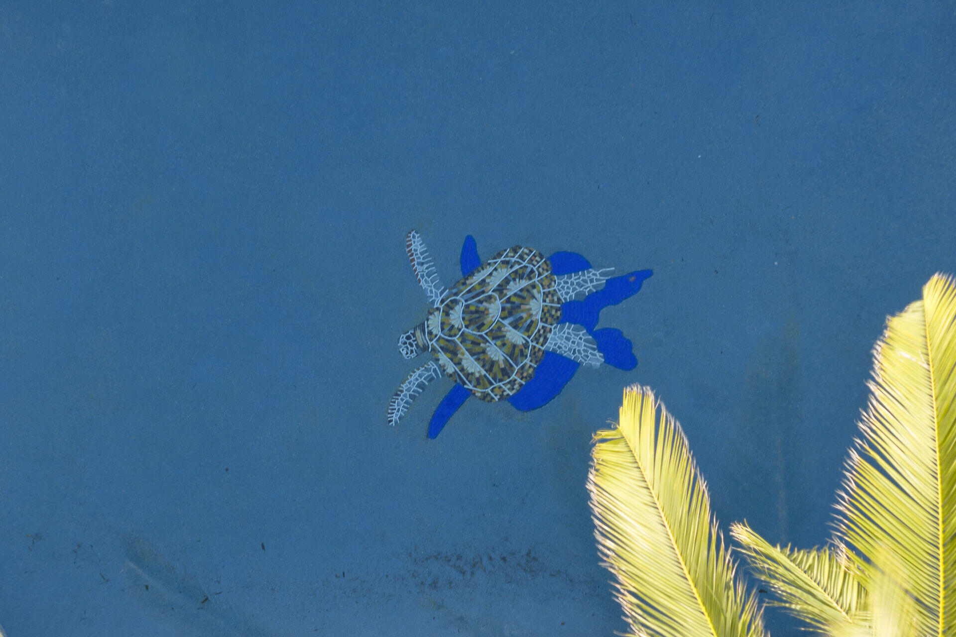 210 14th Street Key Colony Beach, FL 33051 - Photo 62 of 78 Tiled Turtle in Pool