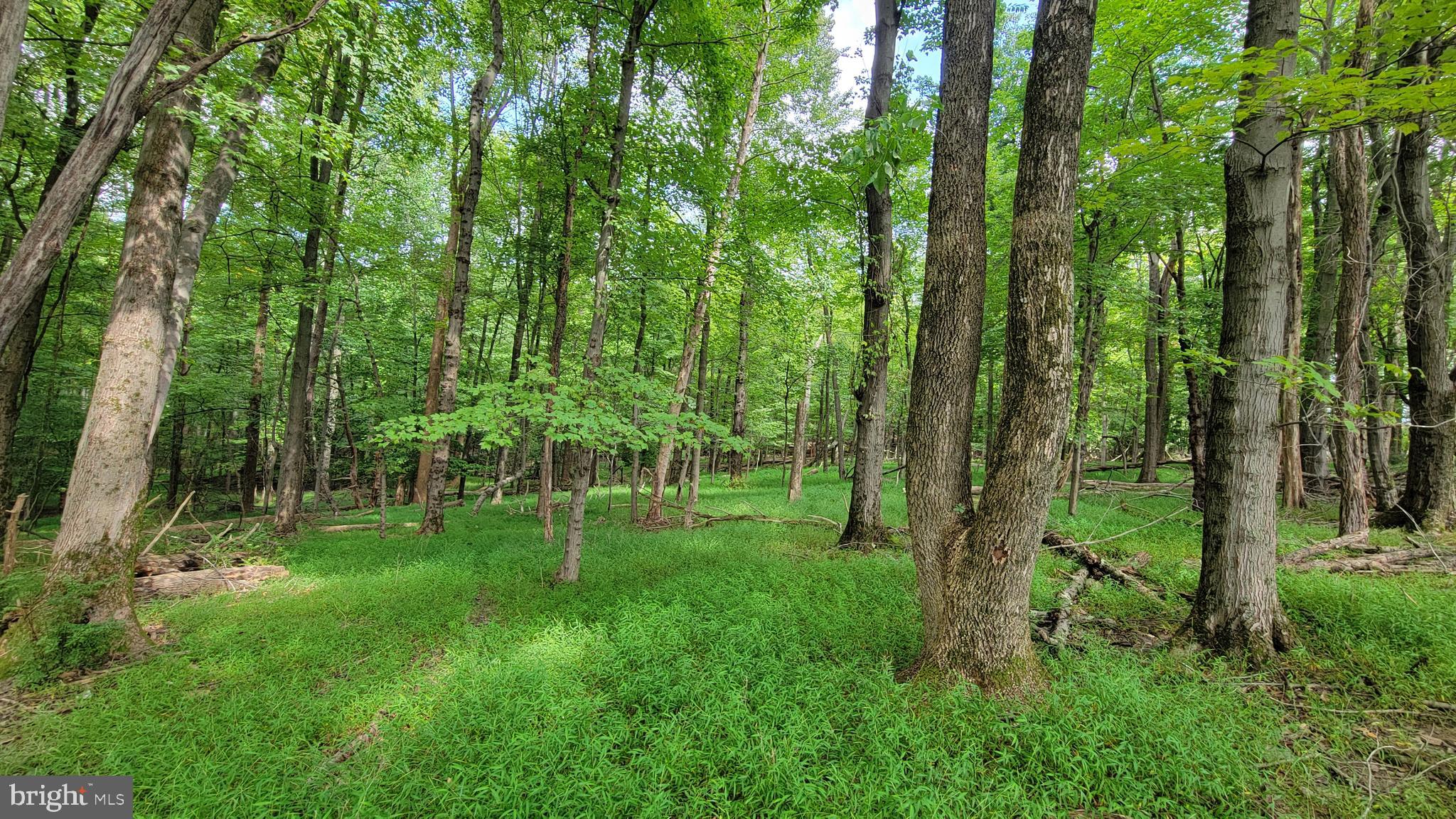 5311 Woodville Road Mount Airy, MD 21771 - Photo 12 of 27 a view of a lush green space