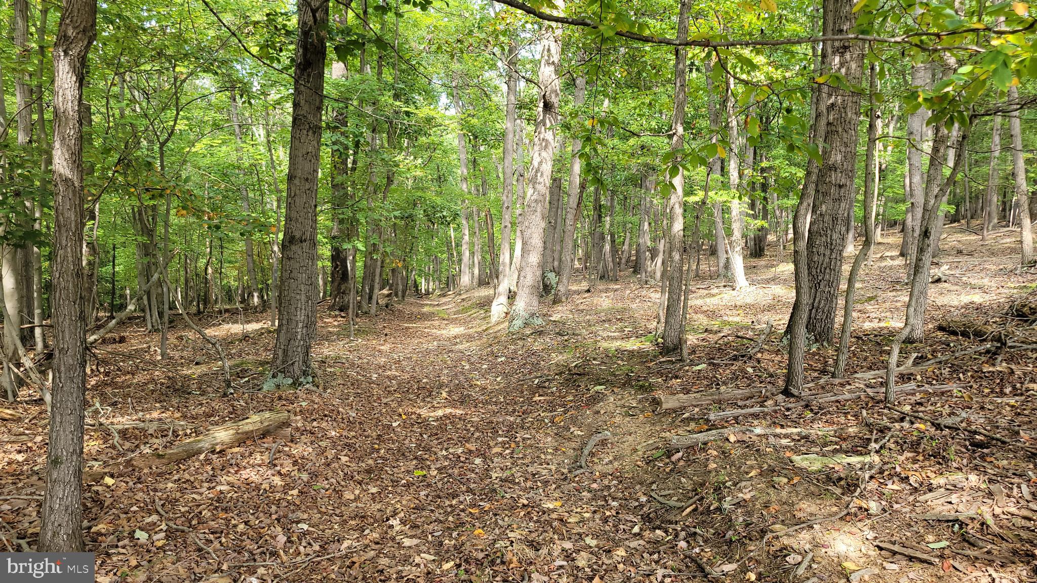 5311 Woodville Road Mount Airy, MD 21771 - Photo 17 of 27 a view of outdoor space with lots of trees