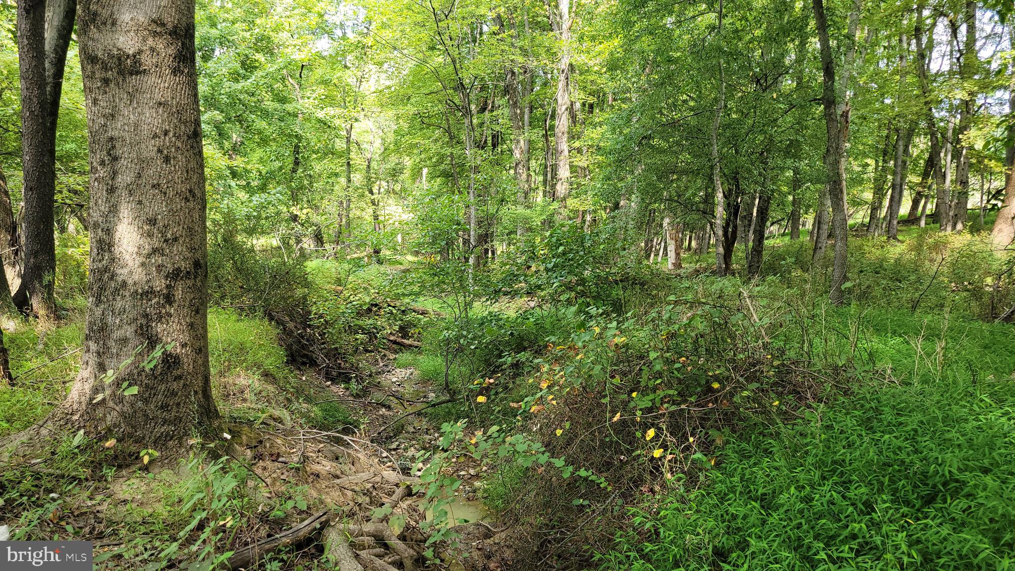 5311 Woodville Road Mount Airy, MD 21771 - Photo 8 of 27 a view of a lush green forest