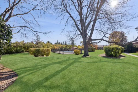 a backyard of a house with plants and large trees