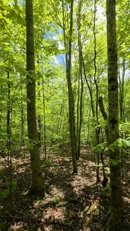$149,000 | Lot 15 Cluck Cove Road, South Pittsburg, TN 37380