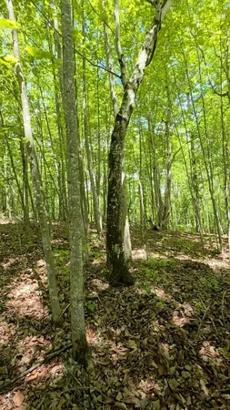 $149,000 | Lot 15 Cluck Cove Road, South Pittsburg, TN 37380