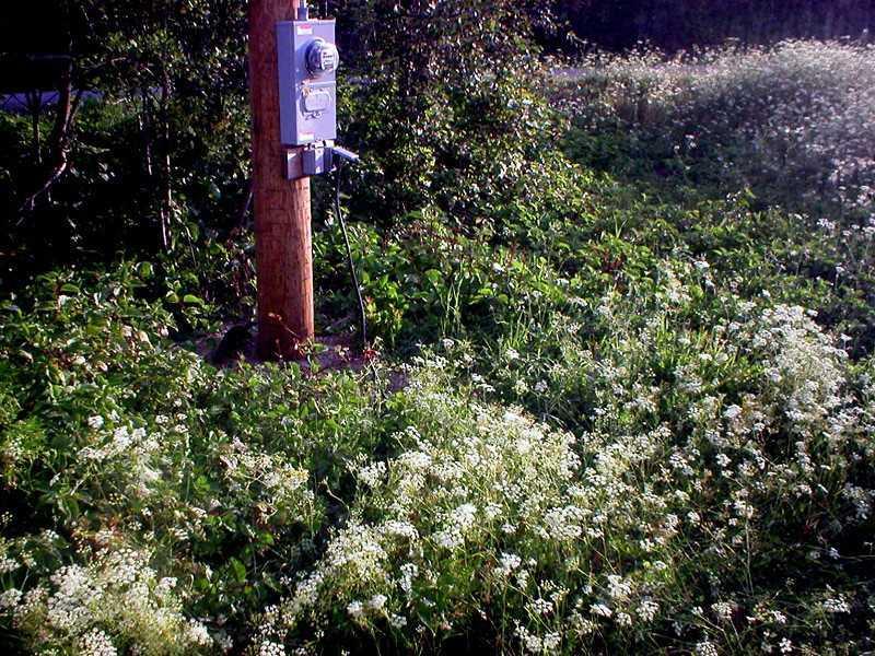 Lot 24 Skedgell Road Orient, ME 04471 - Photo 3 of 18 Land.
