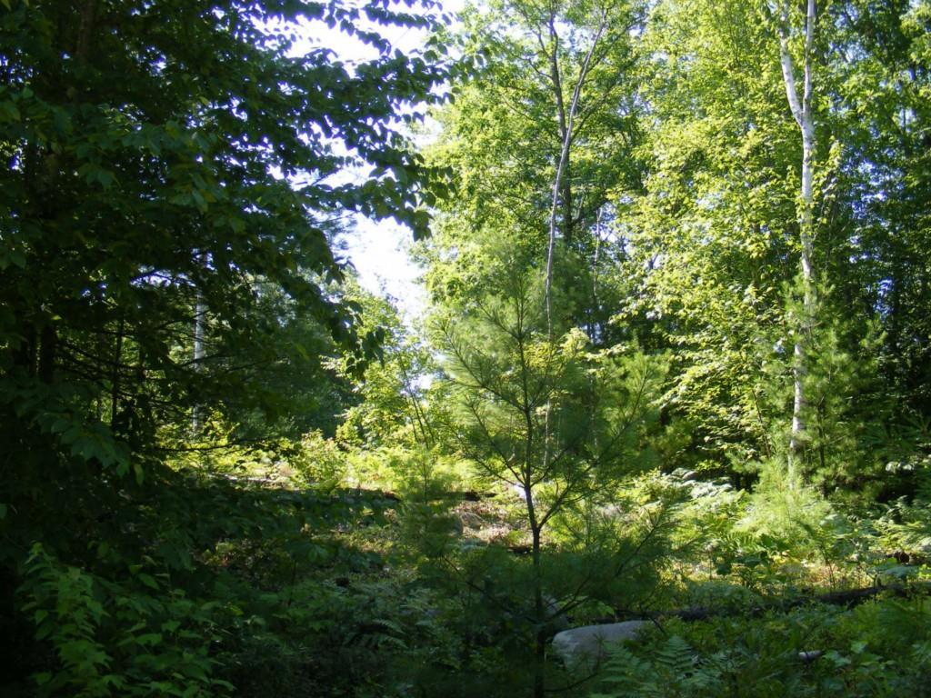O O Sadie Lane/poor Farm Road Lyman, ME 04002 - Photo 4 of 6 Photo