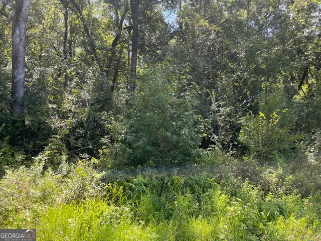a view of a lush green forest