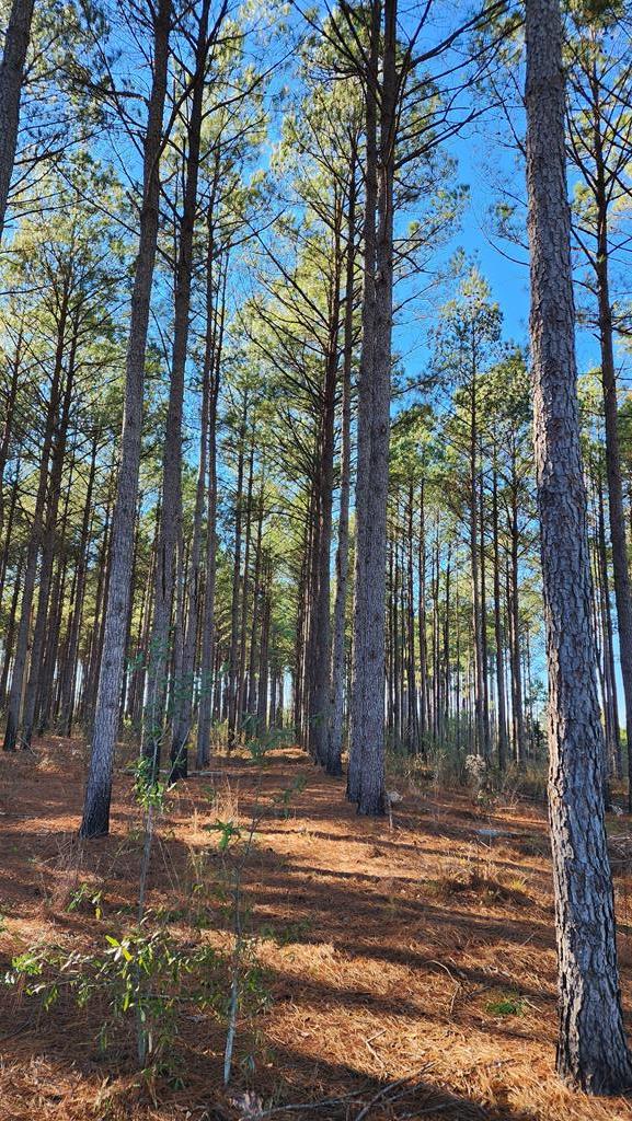 20-acres Hudson Road Columbia, AL 36319 - Photo 34 of 40