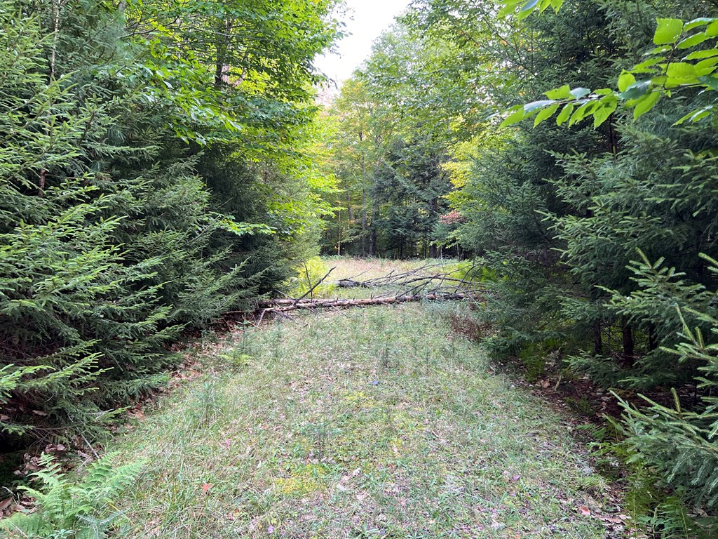 0 North Point Road Long Lake, NY 12847 - Photo 5 of 14 Gallery Image 5