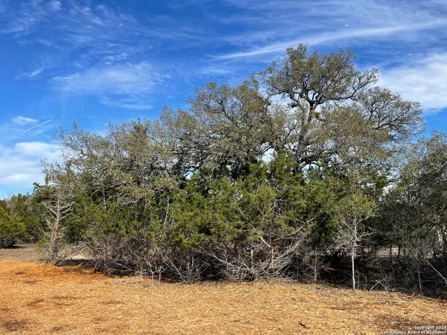 a view of a yard with a tree