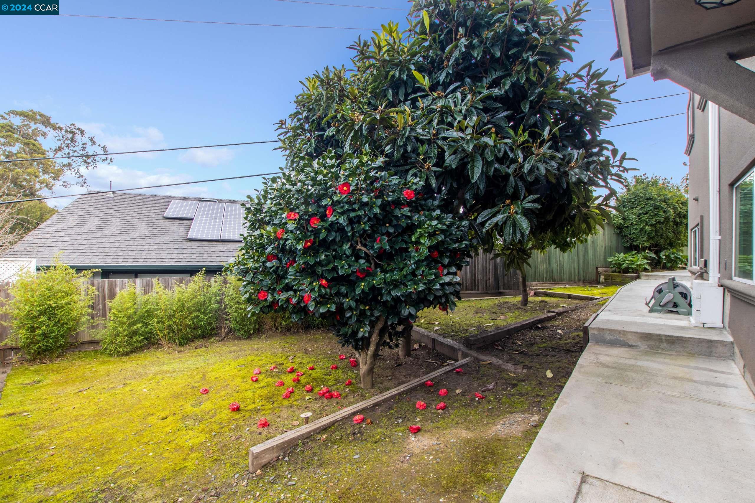 540 Helen Drive Millbrae, CA 94030 - Photo 23 of 24 a view of a backyard with plants and large trees
