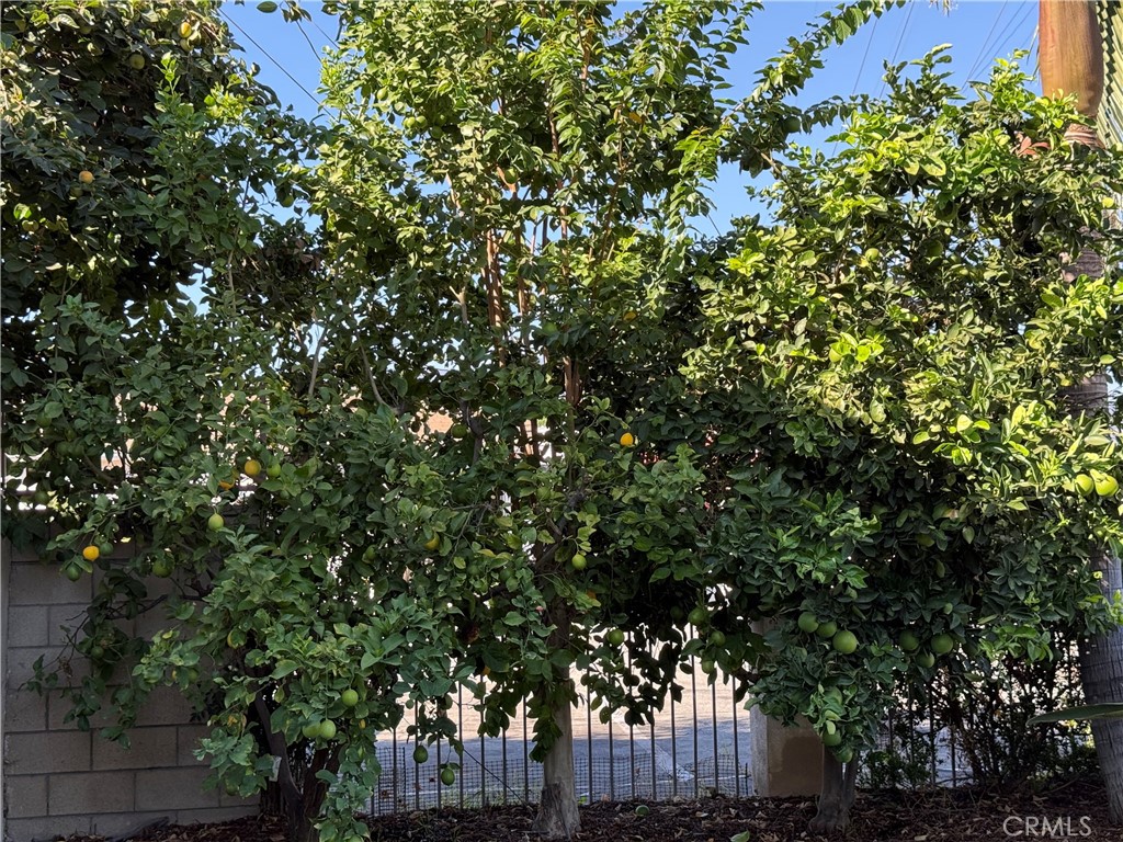 5143 Peck Road El Monte, CA 91732 - Photo 31 of 34 FRUIT TREE 2