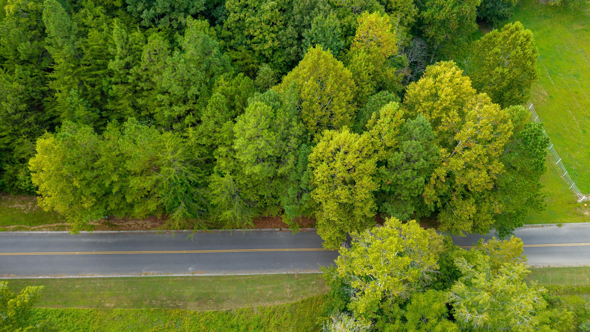 493 Mowery Circle Charleston, TN 37310 - Photo 3 of 14 a view of a yard with plants
