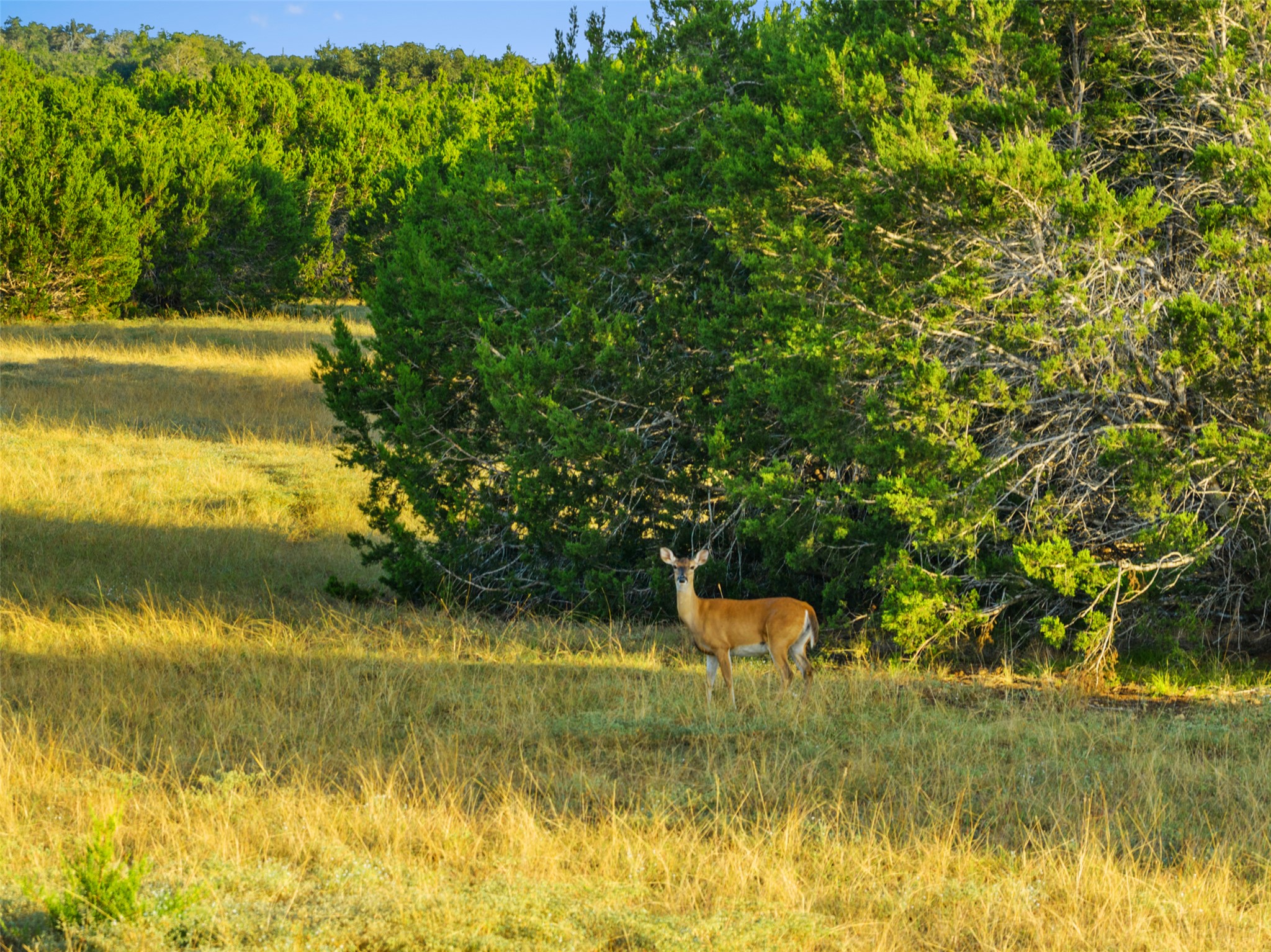 0 Hays Country Acres Road Dripping Springs, TX 78620 - Photo 2 of 33 Mature trees and open grassy meadows define the sprawling natural landscape.
