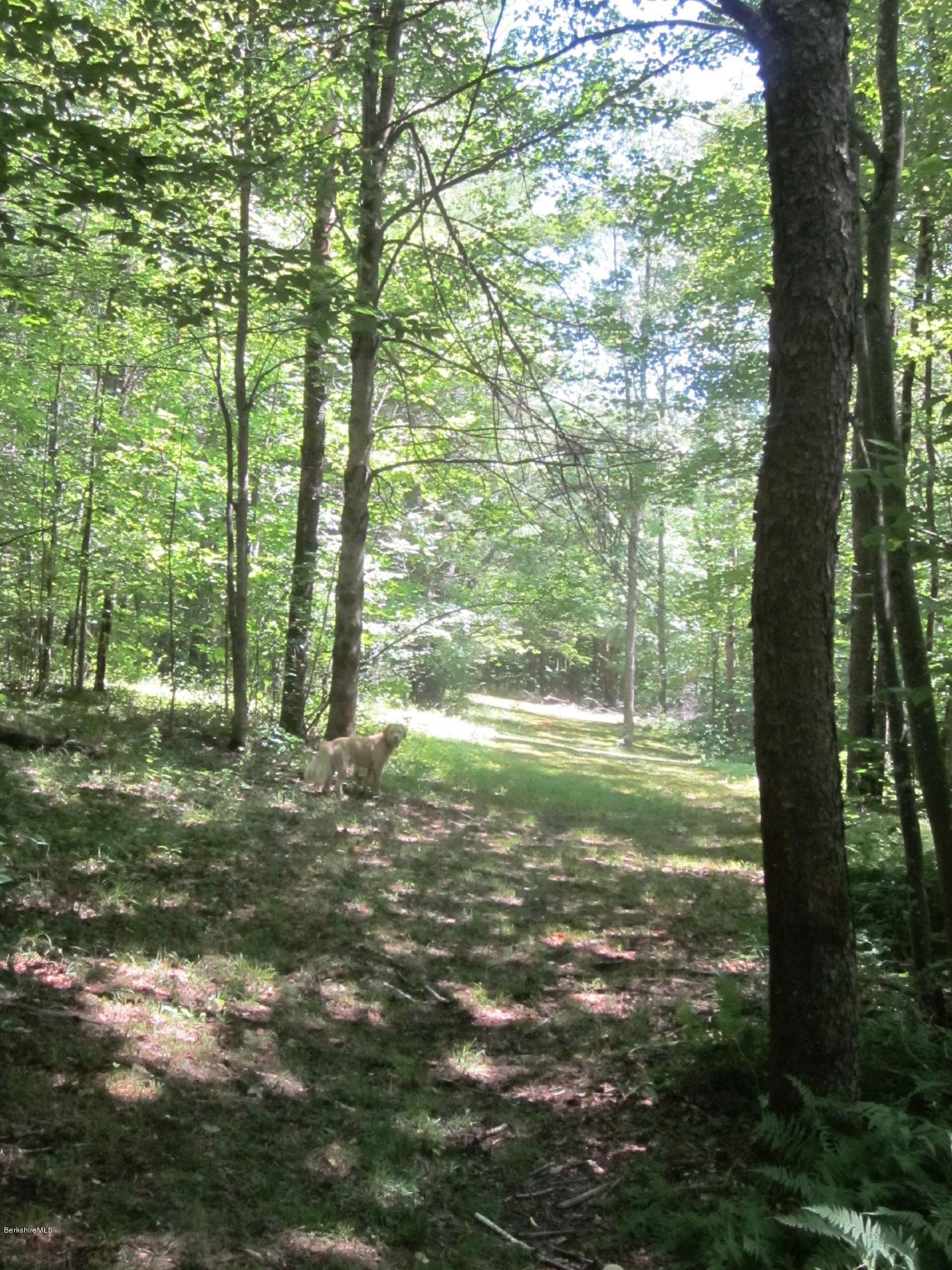 661 High St Hill Road Windsor, MA 01270 - Photo 65 of 75 a view of a trees in a yard next to a house