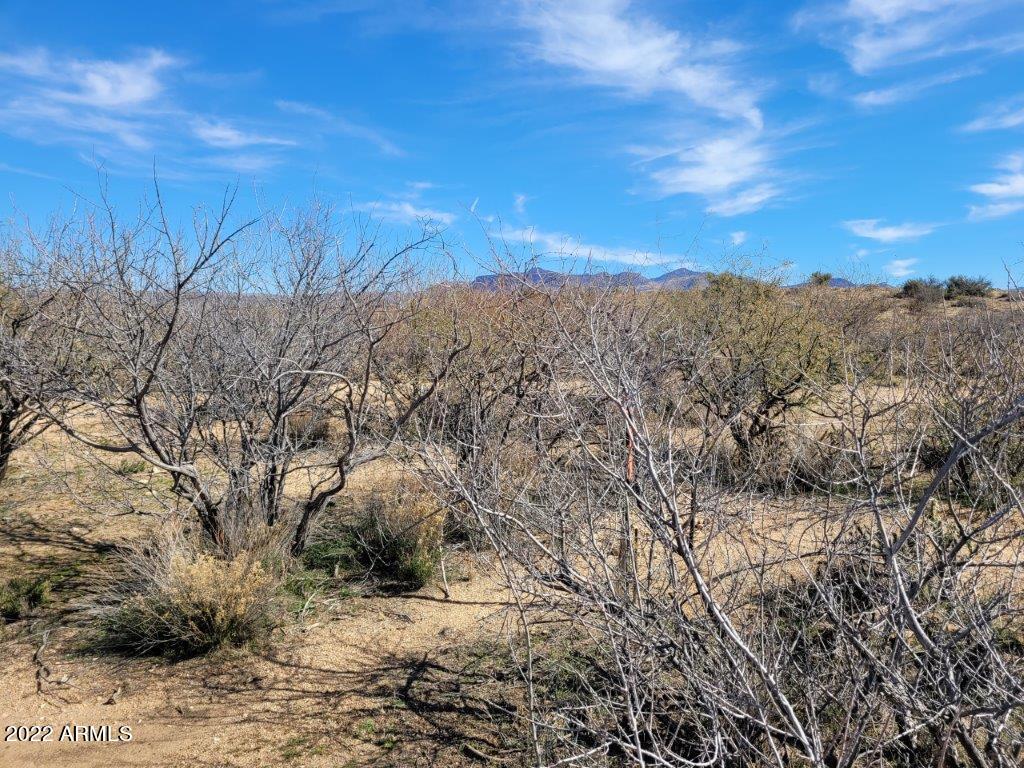 44 West Traveler Way, Unit 44A Congress, AZ 85332 - Photo 9 of 14 a view of a dry yard with lots of trees