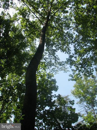 7218 Wilson Road Marshall, VA 20115 - Photo 10 of 30 a view of tree
