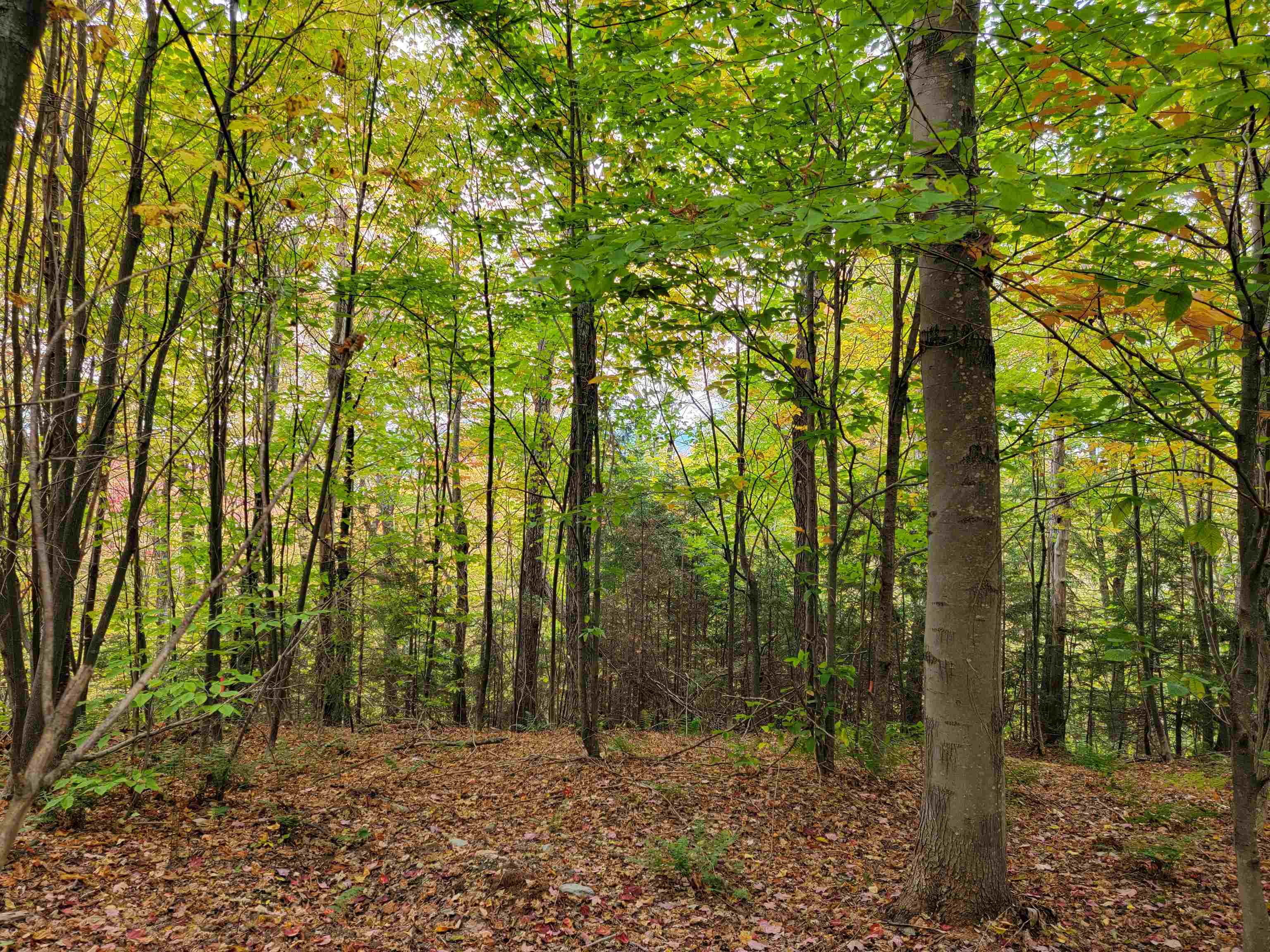 812 Cider Mountain Road, Unit 1 Warren, VT 05674 - Photo 8 of 13