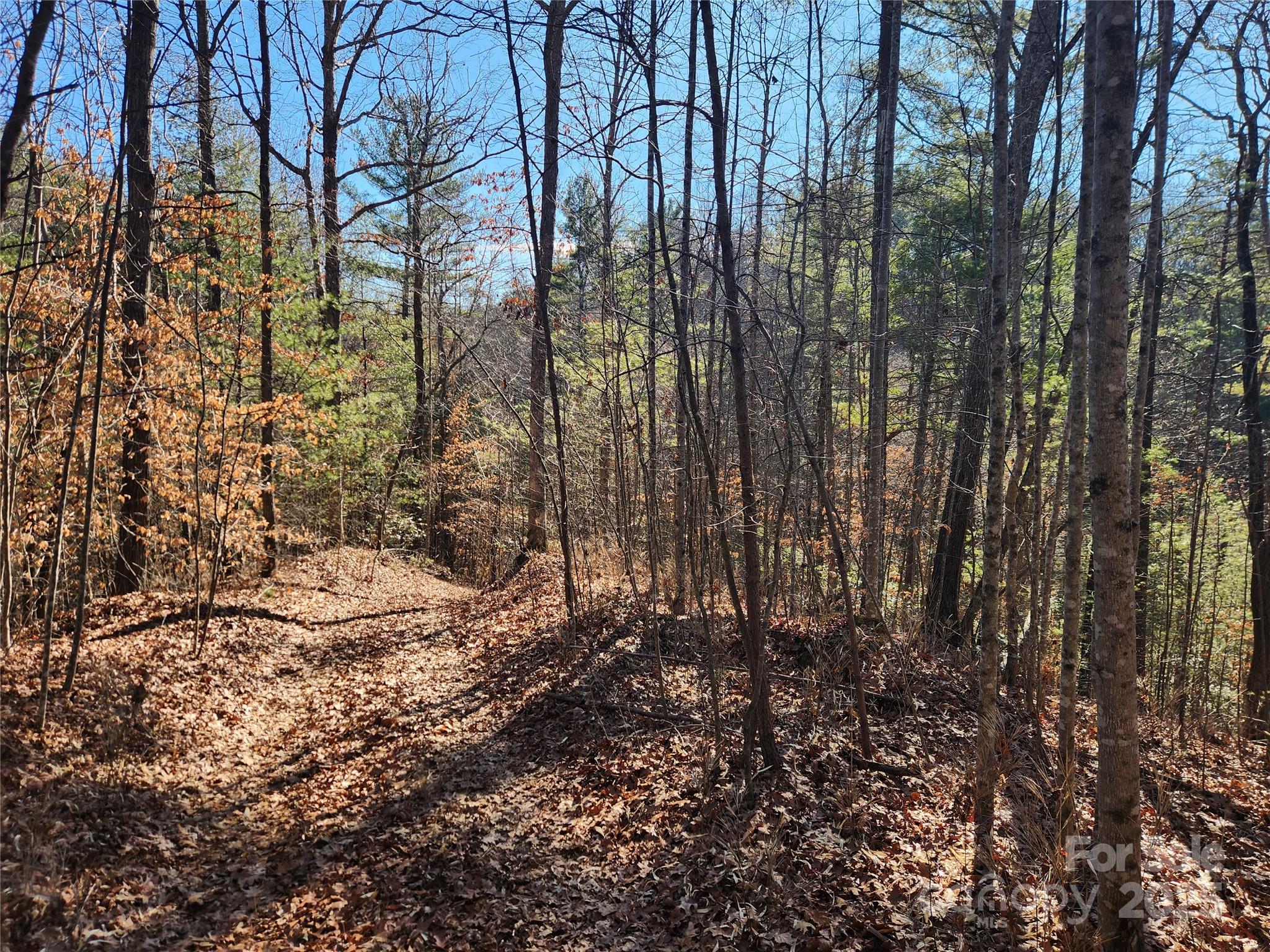 2500 Playmore Beach Road Lenoir, NC 28645 - Photo 25 of 38 a view of a yard with plants and tree