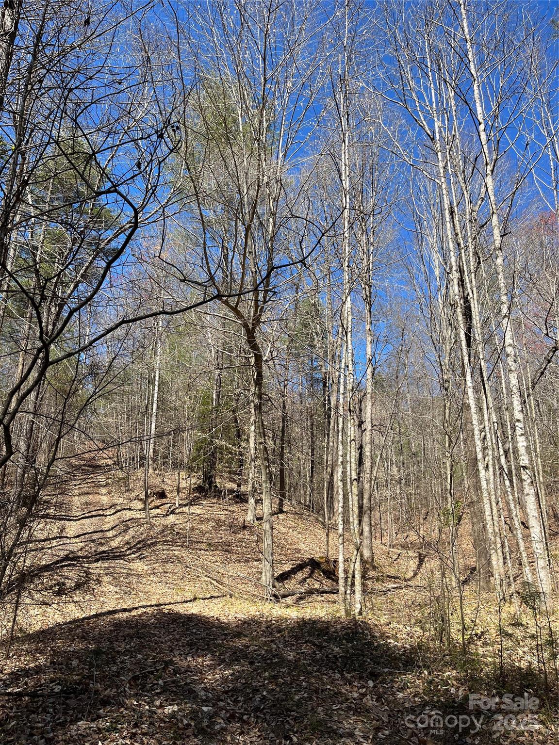 2500 Playmore Beach Road Lenoir, NC 28645 - Photo 30 of 38 a view of a yard with large trees